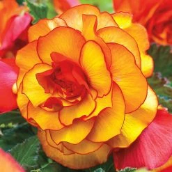 West Cork Bulbs Begonia Picotee Yellow Red 3 Bulbs