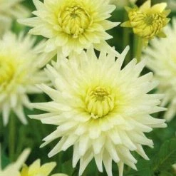 Dahlia Catus Shooting Star 1 Bulb