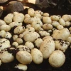 Maris Piper Second Early Potatoes