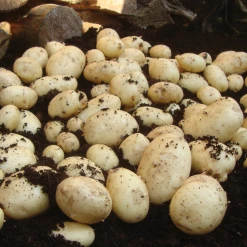 Maris Piper Second Early Potatoes