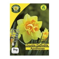 West Cork Bulbs Daffodils Apotheose Bulbs