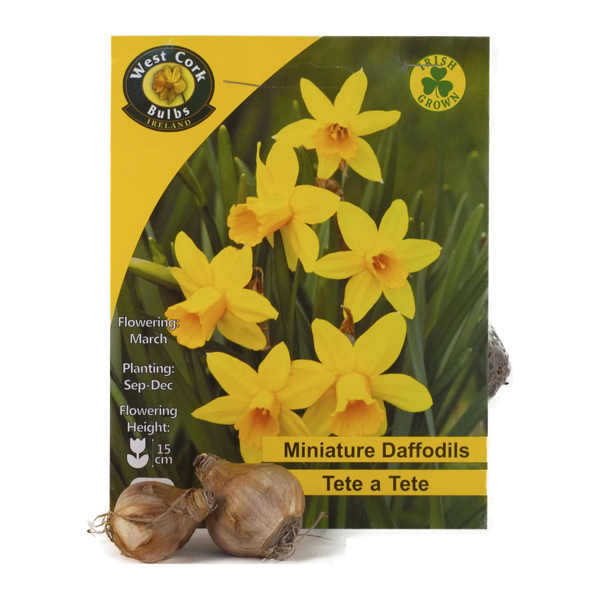 West Cork Bulbs Dwarf Daffodils Tete A Tete 1 West Cork Bulbs Dwarf Daffodils Tete A Tete