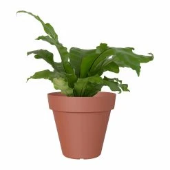 Terracotta Capri Pot